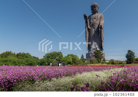 茨城県牛久市 春の花と牛久大仏 茨城県牛久市 春の花と牛久大仏 102361488