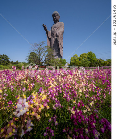 茨城県牛久市 春の花と牛久大仏 茨城県牛久市 春の花と牛久大仏 102361495