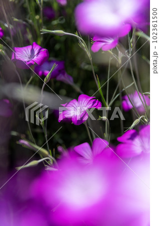 茨城県牛久市 春の花と牛久大仏 茨城県牛久市 春の花と牛久大仏 102361500
