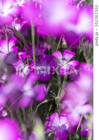 茨城県牛久市 春の花と牛久大仏 茨城県牛久市 春の花と牛久大仏 102361502