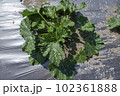 ズッキーニ 102361888