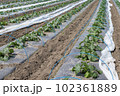 ズッキーニ 102361889