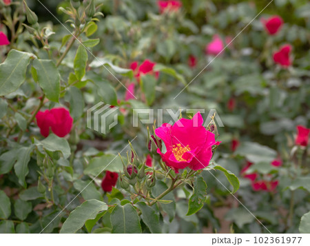 鮮やかなローズピンク色のバラの花【プレイガール】 102361977