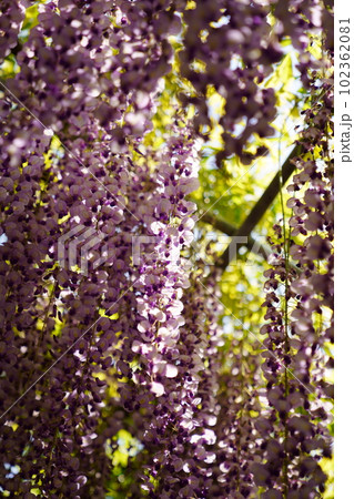 華麗な紫色の藤花 華麗な紫色の藤花 102362081
