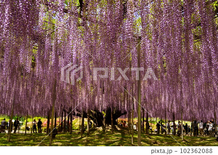 華麗な紫色の藤花 華麗な紫色の藤花 102362088
