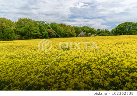 栃木県那須町　那須ハートフルファームの菜の花畑と鯉のぼり 102362339