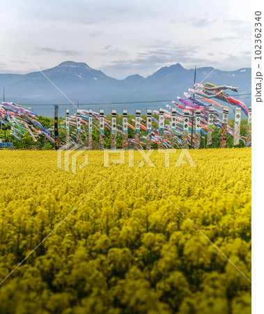 栃木県那須町　那須ハートフルファームの菜の花畑と鯉のぼり 102362340