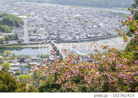 岩国城ロープウエー山頂駅広場の八重桜 岩国城ロープウエー山頂駅広場の八重桜 102362425