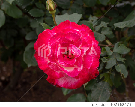 鮮やかな赤と白の複色のバラ【ダブル デライト】 102362473