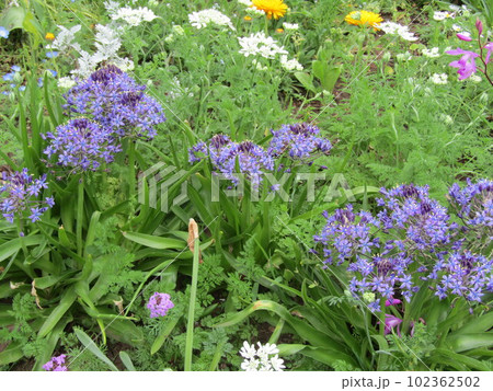 紫色のシラーベルビアナの花と白いオルレヤの花 紫色のシラーベルビアナの花と白いオルレヤの花 102362502