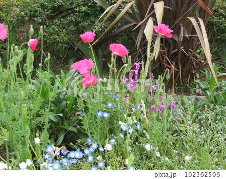 こじま花の会花畑の桃色の花と青い花ネモフイラ 102362506