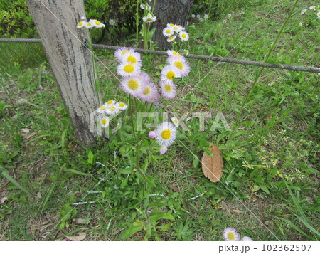春の野草の代表ハルジオンの白い花 春の野草の代表ハルジオンの白い花 102362507