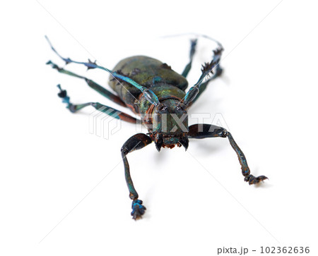 Isolated longhorn beetle, specimen and white background for studying, biology and anatomy for nature analysis. Bug, insect life and entomology in studio for science with fluorescent color on antenna Isolated longhorn beetle, specimen and white background for studying, biology and anatomy for nature analysis. Bug, insect life and entomology in studio for science with fluorescent color on antenna 102362636