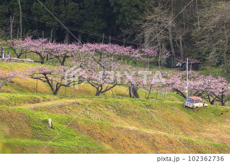 230422瓜巣桃の花g070 102362736