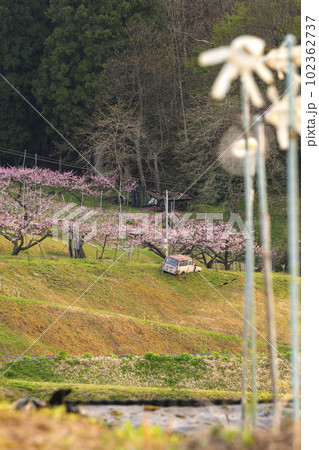 230422瓜巣桃の花g053 102362737