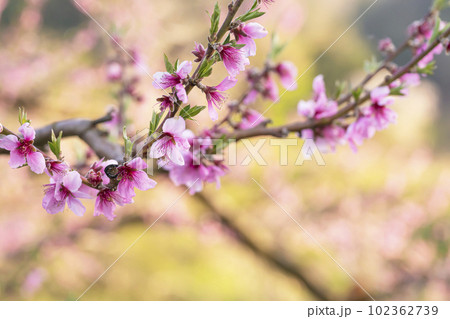 230422瓜巣桃の花g019 230422瓜巣桃の花g019 102362739