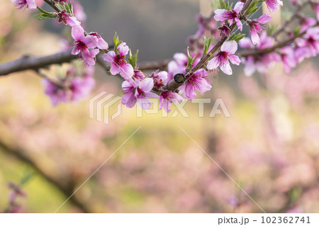 230422瓜巣桃の花g013 230422瓜巣桃の花g013 102362741