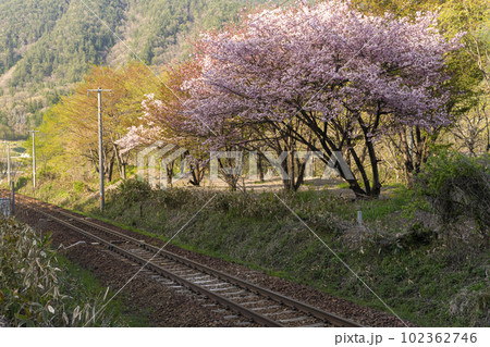 230422国府村山桜z023 102362746