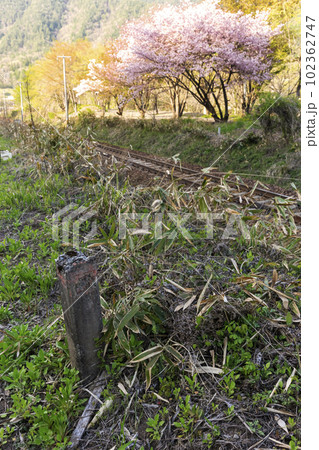 230422国府村山桜z018 102362747