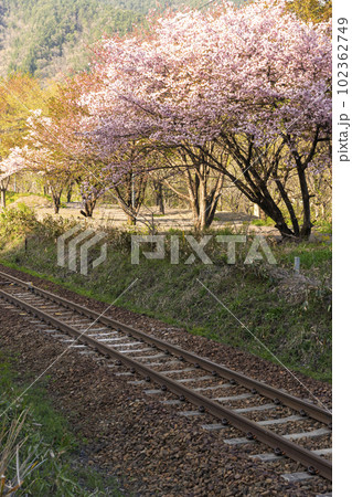 230422国府村山桜z009 102362749