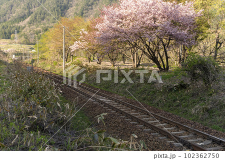 230422国府村山桜z008 102362750