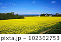 美瑛の菜の花畑 102362753