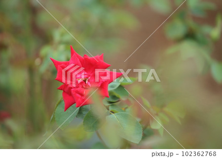 荒尾市 おもやい市民花壇 バラの花、 荒尾市 おもやい市民花壇 バラの花、 102362768