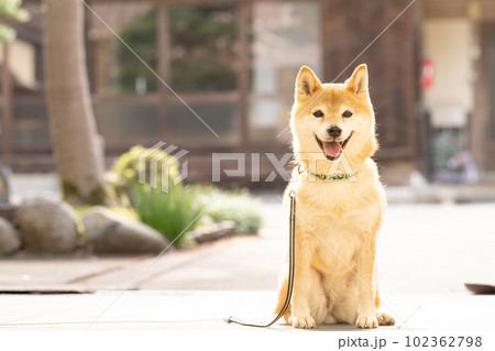 日本家屋の前で座る柴犬　換毛期の柴犬 102362798