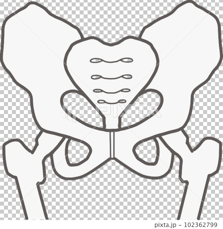 Pelvic illustration 102362799