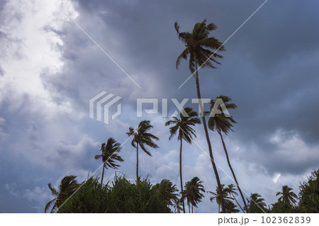 Tropical Palms Against a Dark and Stormy Evening Sky Tropical Palms Against a Dark and Stormy Evening Sky 102362839