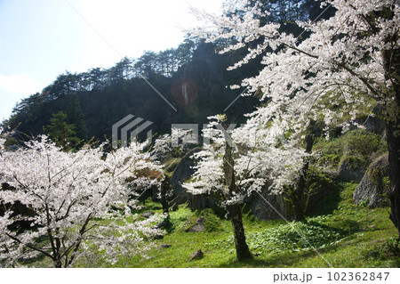 きみまち坂の巨岩と桜 102362847