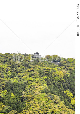 錦帯橋から望む岩国城 102362883