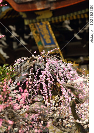 北野天満宮の梅 102362886