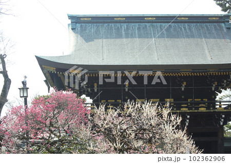 北野天満宮の梅 102362906