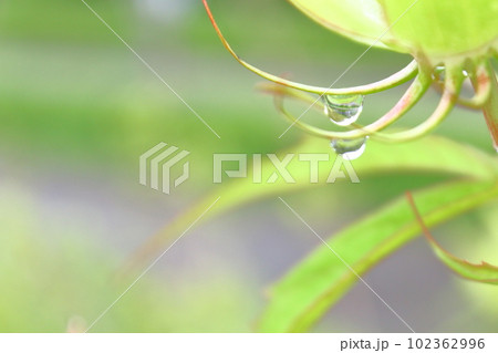 新緑の植物と水滴 新緑の植物と水滴 102362996