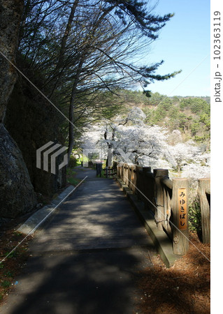 きみまち坂の巨岩と桜 102363119