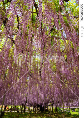 華麗な紫色の藤花 華麗な紫色の藤花 102363355