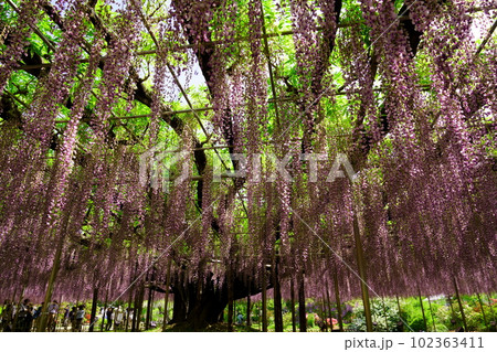 華麗な紫色の藤花 華麗な紫色の藤花 102363411