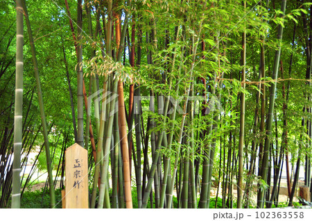 蝦夷地唯一の城郭～松前城敷地内 102363558