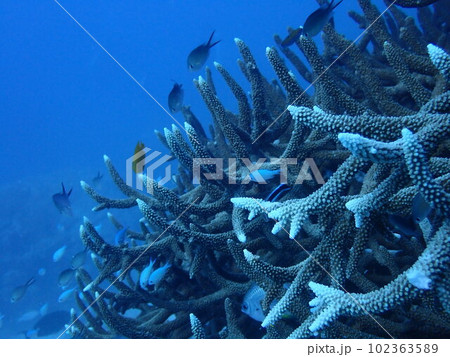グレートバリアリーフのサンゴ礁と魚 グレートバリアリーフのサンゴ礁と魚 102363589