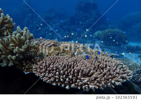 グレートバリアリーフのサンゴ礁と魚 グレートバリアリーフのサンゴ礁と魚 102363591