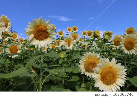 青い空がよく似合う白いひまわりはホワイトナイトー拾 青い空がよく似合う白いひまわりはホワイトナイトー拾 102363746