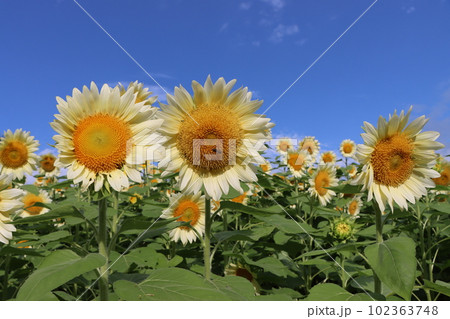 青い空がよく似合う白いひまわりはホワイトナイトー八 青い空がよく似合う白いひまわりはホワイトナイトー八 102363748