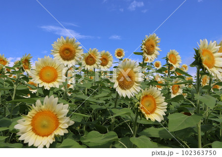 青い空がよく似合う白いひまわりはホワイトナイトー七 青い空がよく似合う白いひまわりはホワイトナイトー七 102363750