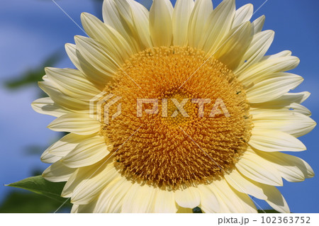 青い空がよく似合う白いひまわりはホワイトナイトー六 青い空がよく似合う白いひまわりはホワイトナイトー六 102363752
