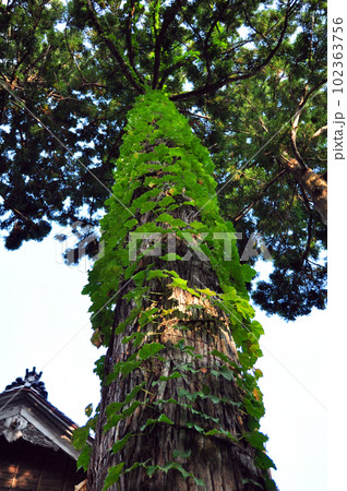 蝦夷地唯一の城郭～松前城敷地内 102363756