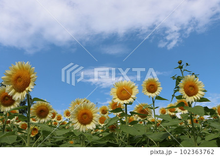 青い空がよく似合う白いひまわりはホワイトナイト-弐 102363762