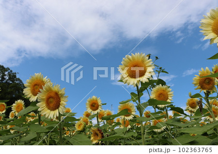 青い空がよく似合う白いひまわりはホワイトナイトー壱 102363765