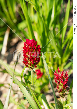 5月の家庭菜園に植えたストロベリーキャンドルの花 5月の家庭菜園に植えたストロベリーキャンドルの花 102363878