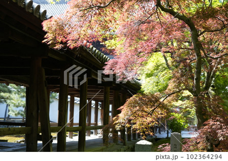 京都 東福寺 初夏 青紅葉 京都 東福寺 初夏 青紅葉 102364294
